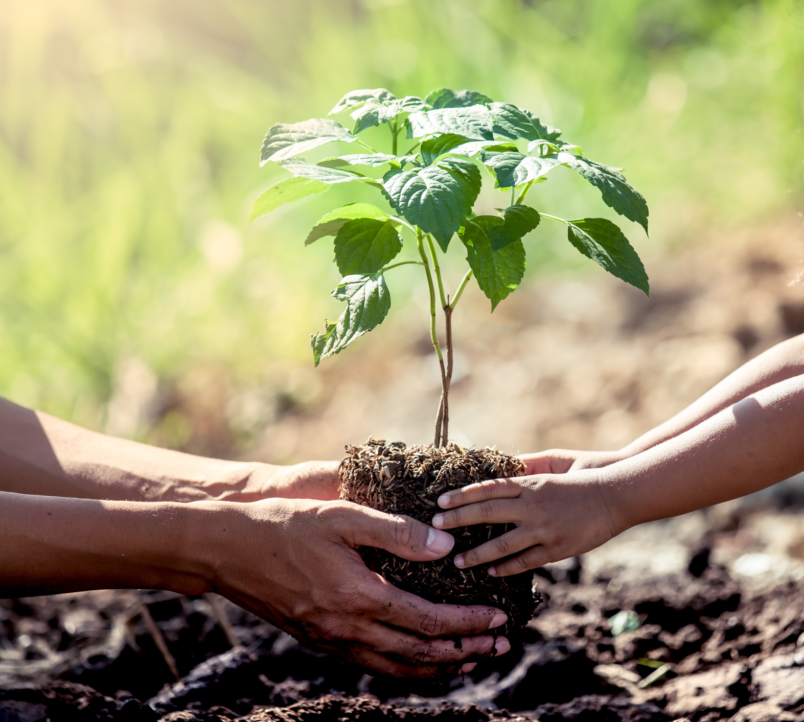 Asian little girl helping his father to plant the tree in the garden as save world concept